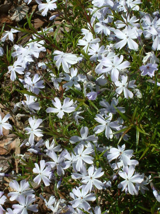 Phlox subulata 'Lilacina'