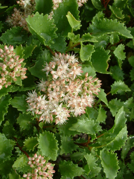 Hylotelephium populifolium