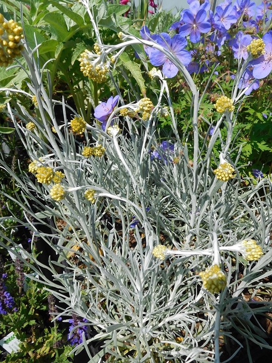 Helichrysum stoechas 'White Barn'