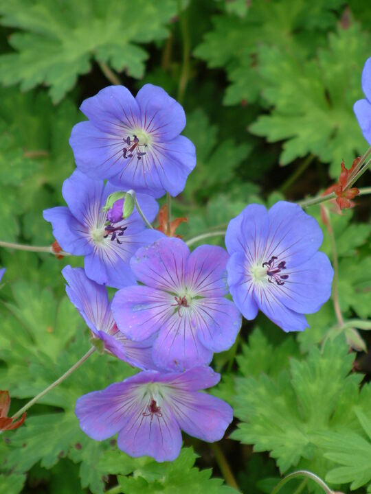 Geranium Rozanne 'Gerwat' - Beth Chatto Plants & Gardens