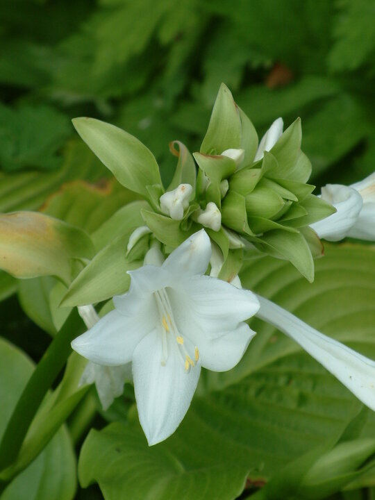Hosta plantaginea var. japonica