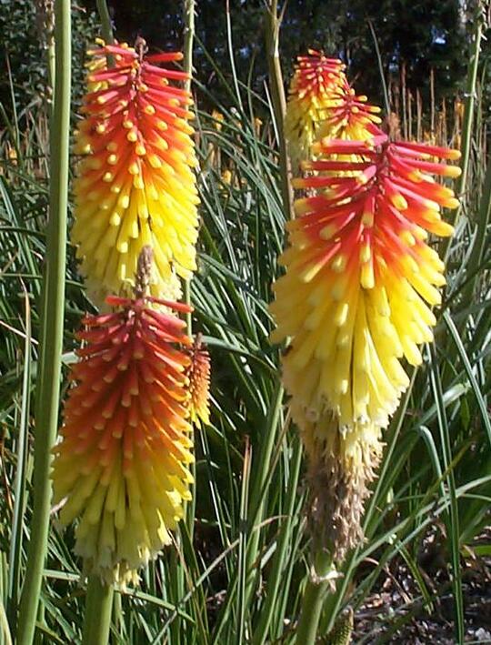 Kniphofia 'Flaming Torch'