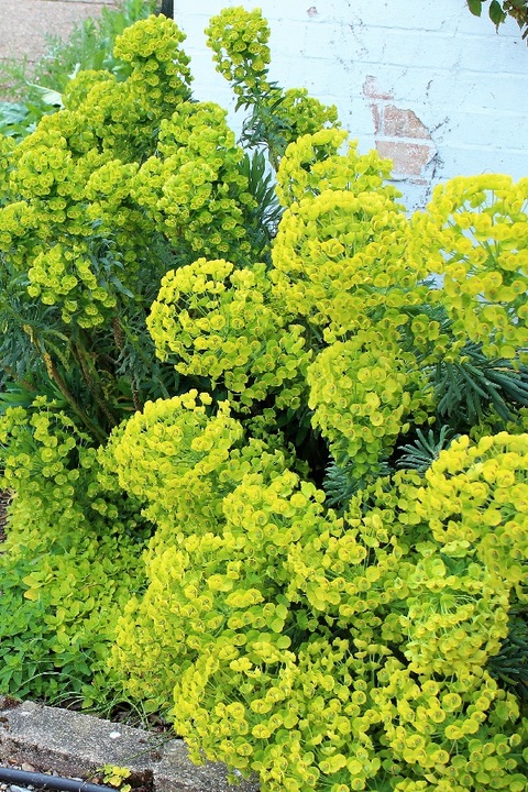 Euphorbia characias wulfenii - The Beth Chatto Gardens