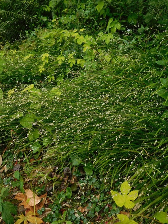 Melica uniflora f. albida