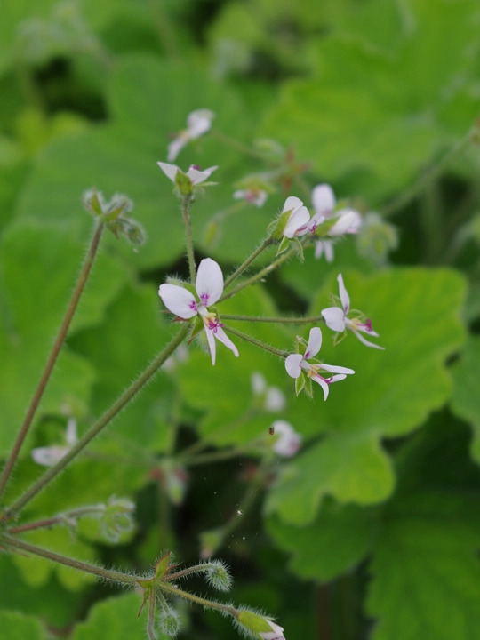 Pelargonium tomentosum
