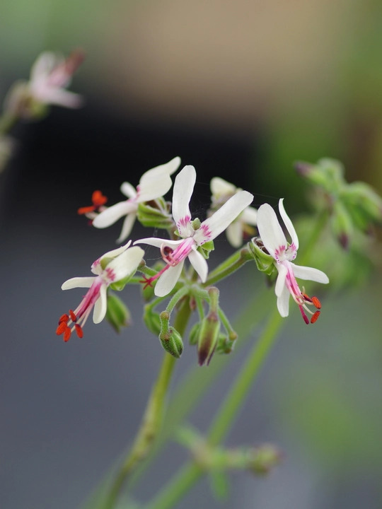 Pelargonium crithmifolium Seed Form