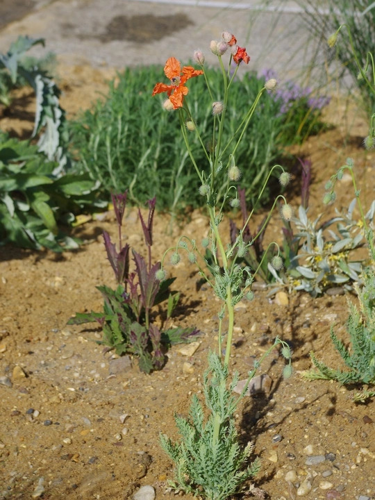 Papaver triniifolium