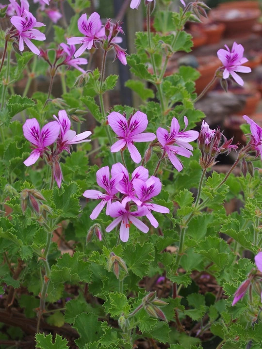 Pelargonium 'Queen of the Lemons'