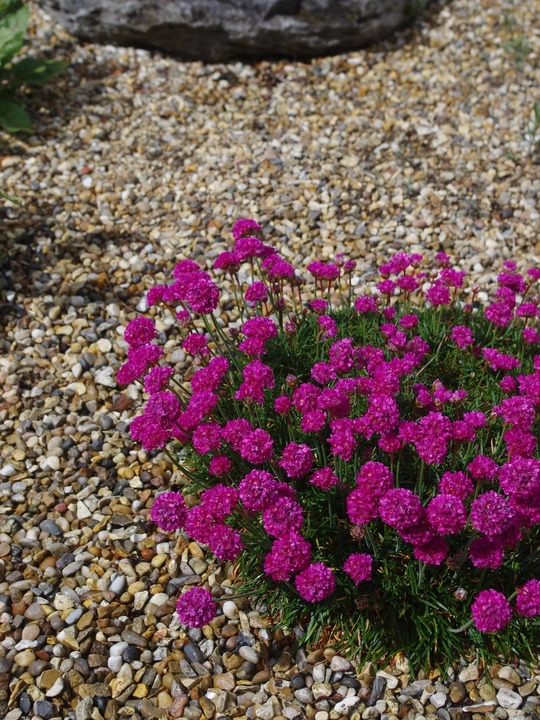 Armeria maritima 'D&uuml;sseldorfer Stolz'