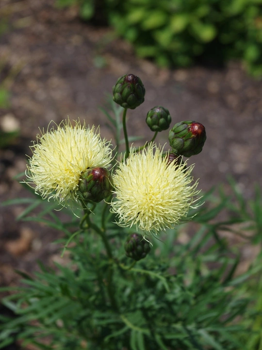 Centaurea ruthenica