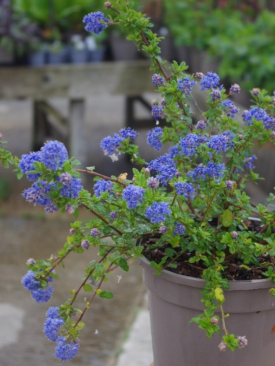 Ceanothus 'Blue Mound'