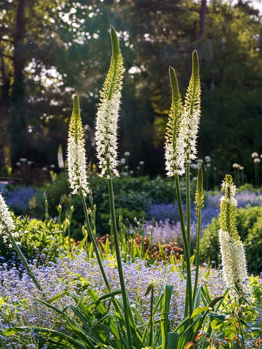 Eremurus himalaicus (DB)