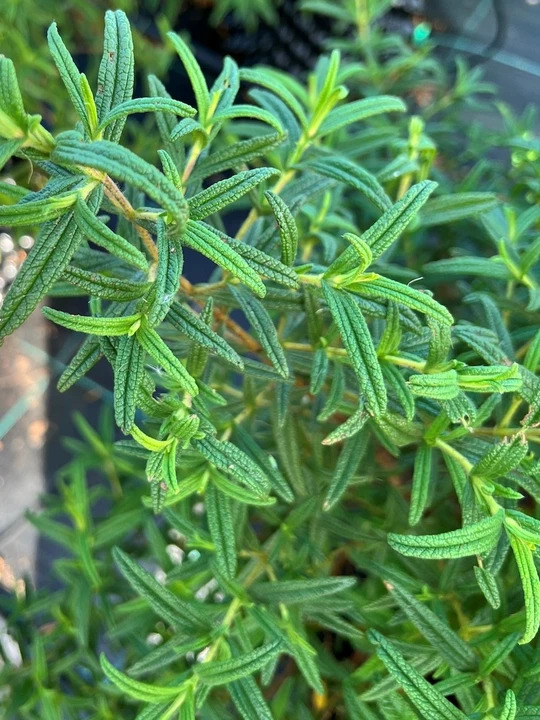 Cistus monspeliensis