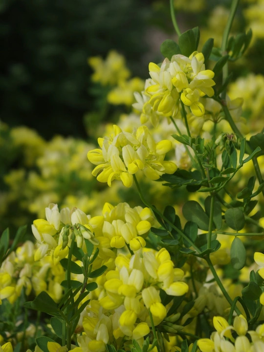 Coronilla valentina subsp. glauca 'Citrina'