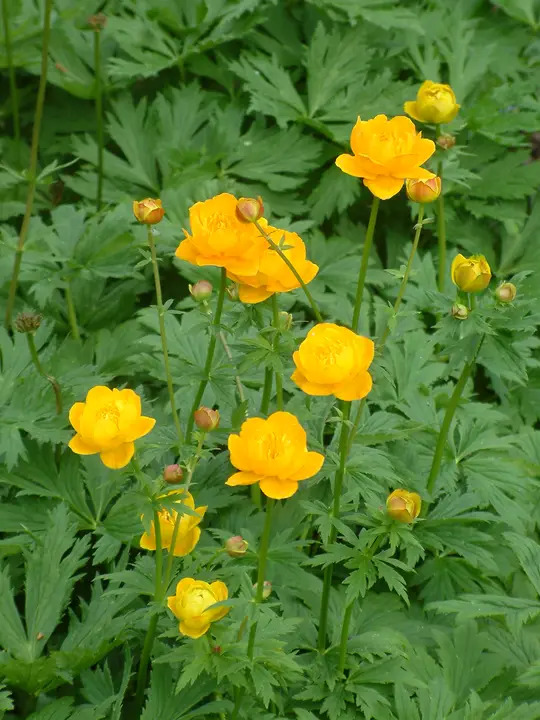 Trollius x cultorum 'Feuertroll'