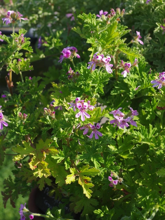 Pelargonium 'Graveolens'