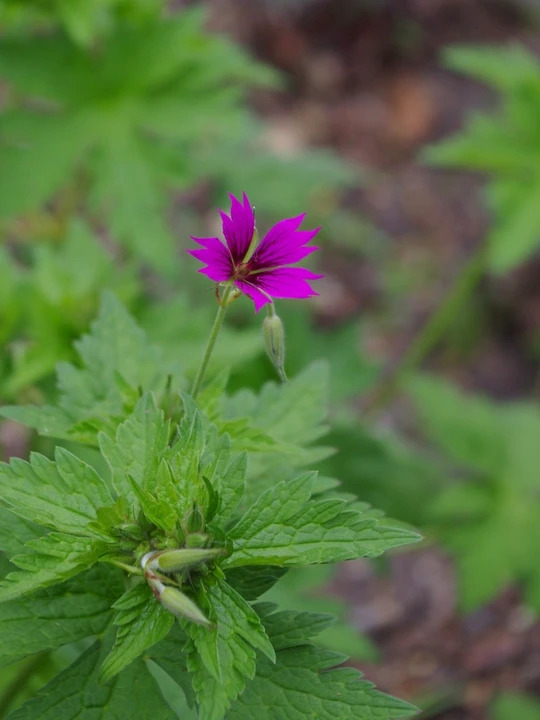 Geranium 'Hannah'