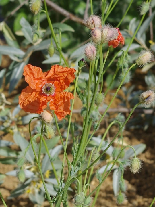 Papaver triniifolium