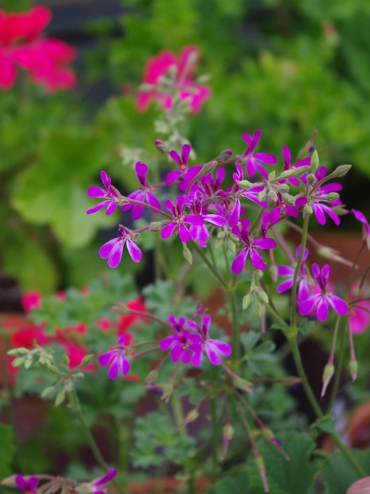 Pelargonium 'Deerwood Lavender Lad'