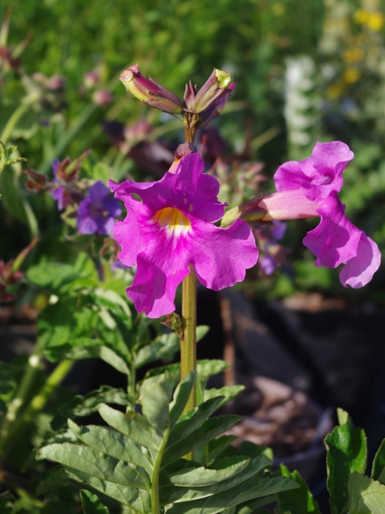 Incarvillea delavayi