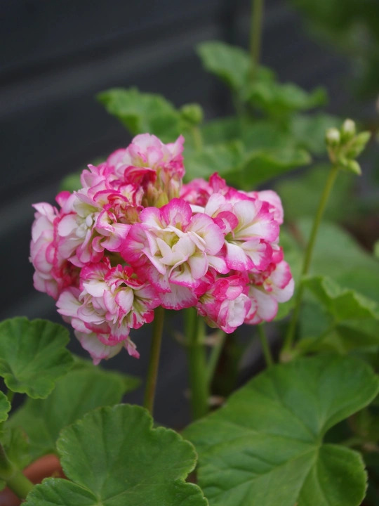 Pelargonium 'Apple Blossom Rosebud'