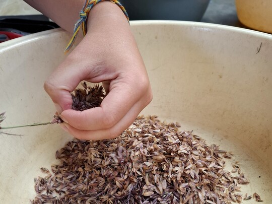 Seed Propagation Masterclass with Emily Allard