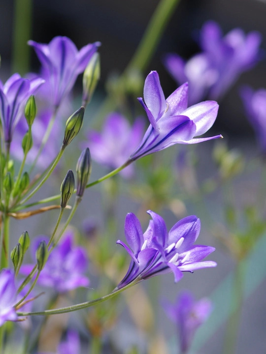 Triteleia laxa