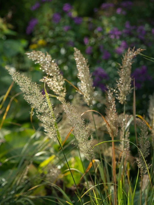 Calamagrostis brachytricha