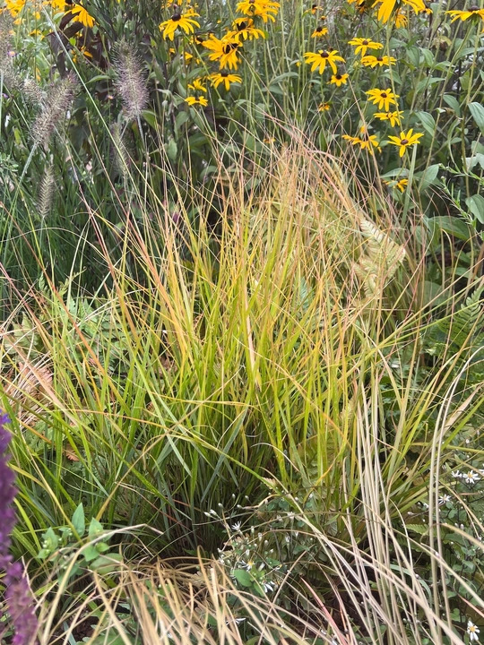 Carex testacea