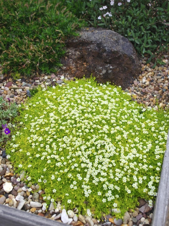 Sagina subulata var. glabrata 'Aurea'