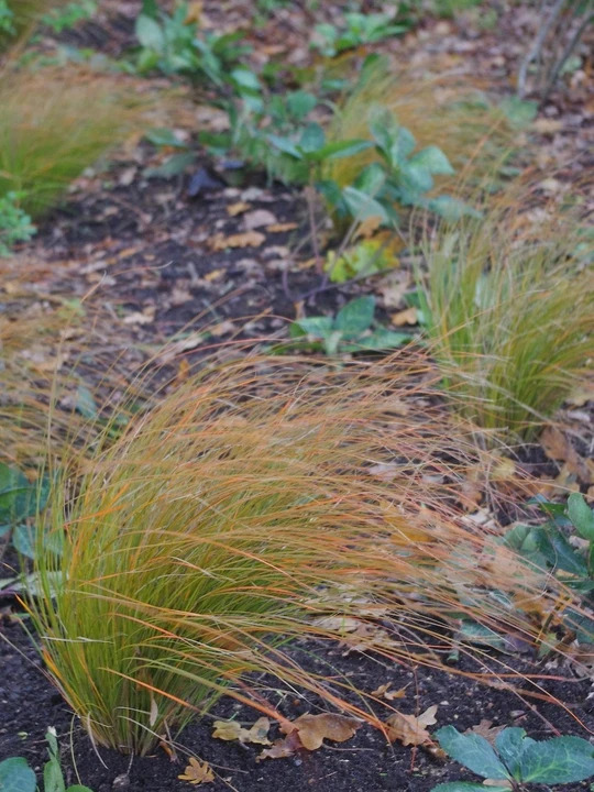 Carex testacea
