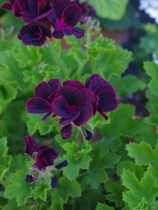 Pelargonium 'Lord Bute'