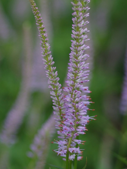Veronicastrum virginicum 'Lavendelturm'