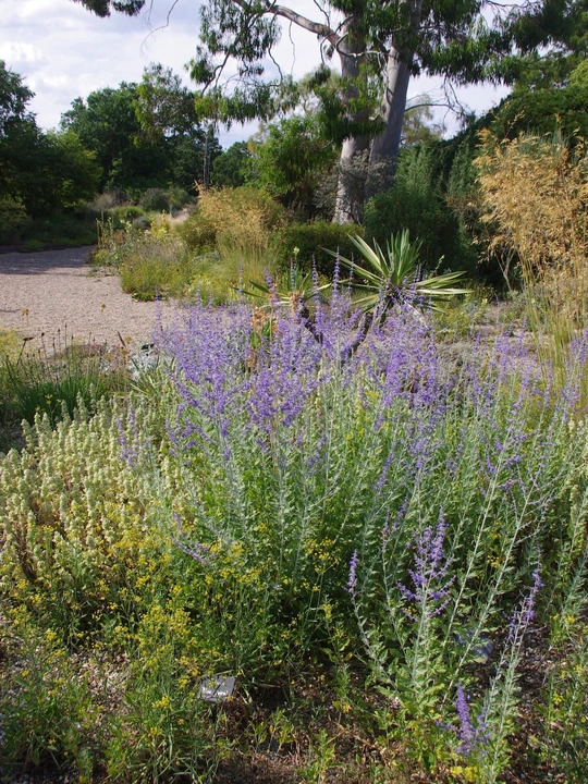 Salvia 'Blue Spire'