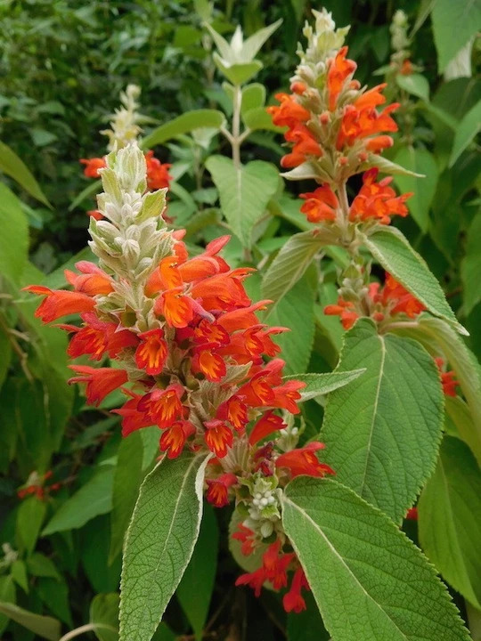 Colquhounia coccinea