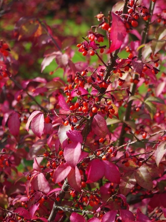 Euonymus alatus