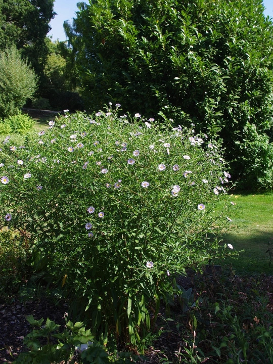 Symphyotrichum puniceum