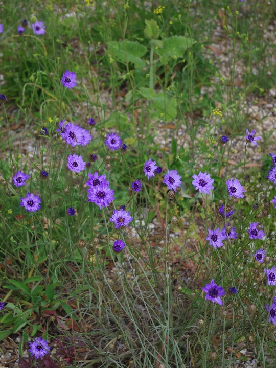 Catananche caerulea