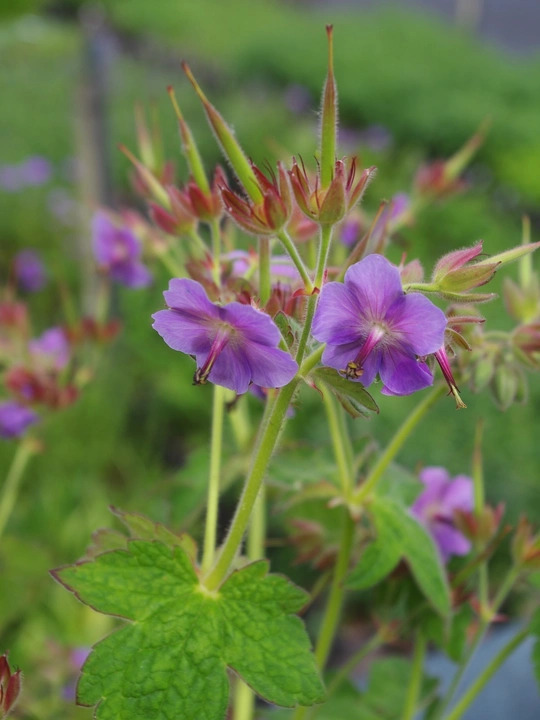 Geranium platyanthum