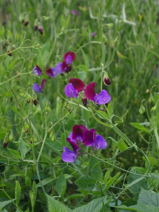 Lathyrus odoratus 'Cedric Morris'