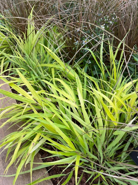 Hakonechloa macra [Sunflare] ('Habsfl007')