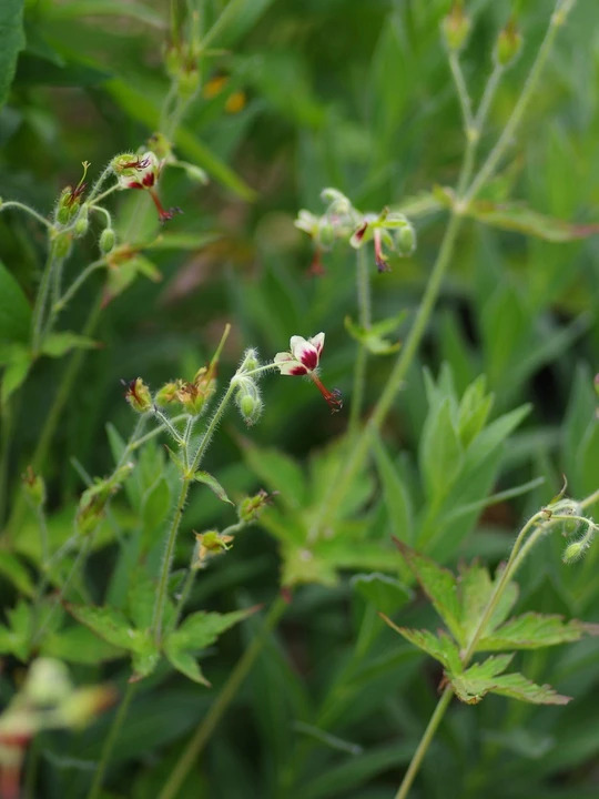 Geranium shensianum 1L (syn. refractum)