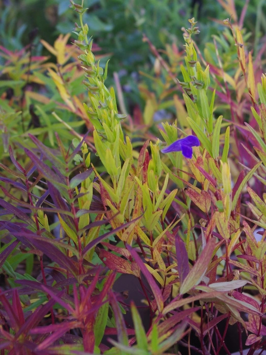 Scutellaria baicalensis