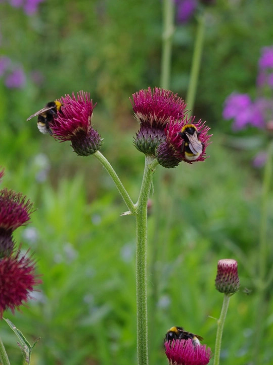 Cirsium rivulare 'Atropurpureum'