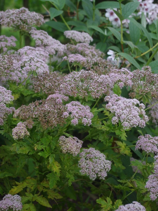 Melanoselinum decipiens
