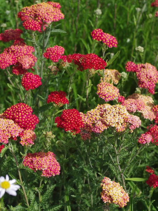 Achillea 'Fanal'