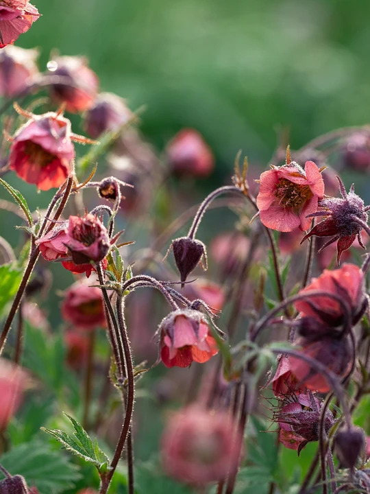 Geum rivale 'Leonard's Variety'