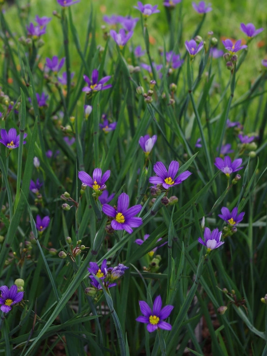 Sisyrinchium idahoense var. macounii 'Moody Blues' 