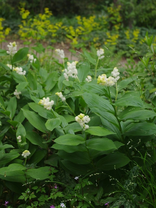 Maianthemum racemosum