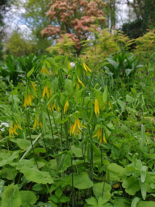 Uvularia grandiflora